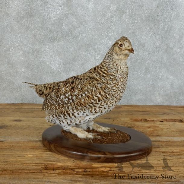 Sharp-tailed Grouse Bird Mount For Sale #18357 @ The Taxidermy Store