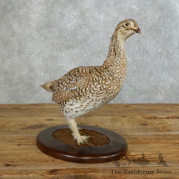 Sharp-tailed Grouse Bird Mount For Sale #18358 @ The Taxidermy Store