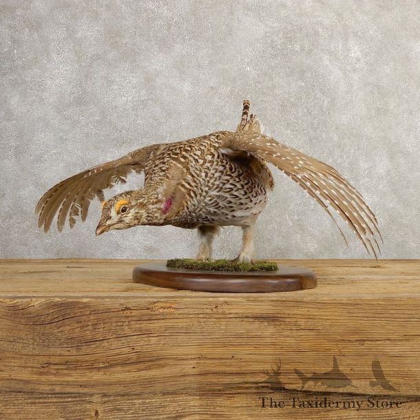 Sharp-tailed Grouse Bird Mount For Sale #20771 @ The Taxidermy Store