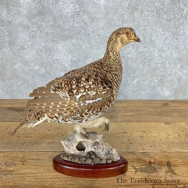 Sharp-tailed Grouse Bird Mount For Sale #21515 @ The Taxidermy Store