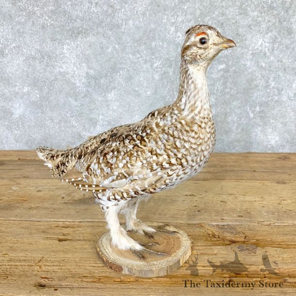 Sharp-tailed Grouse Bird Mount For Sale #21770 @ The Taxidermy Store