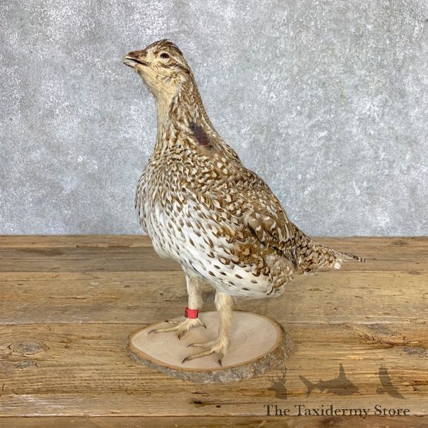 Sharp-tailed Grouse Bird Mount For Sale #21774 @ The Taxidermy Store