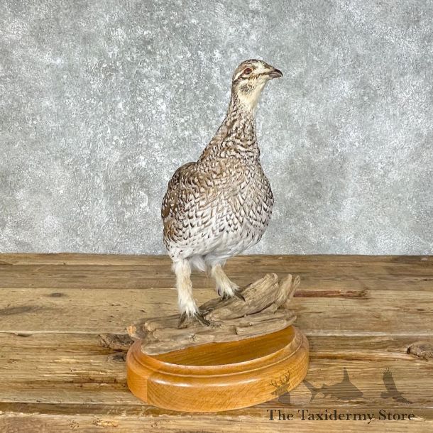 Sharp-tailed Grouse Bird Mount For Sale #25457 @ The Taxidermy Store