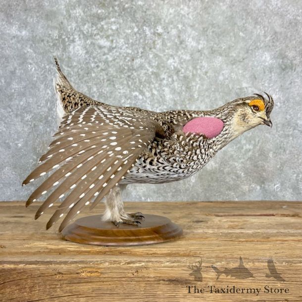 Sharp-tailed Grouse Bird Mount For Sale #27174 @ The Taxidermy Store