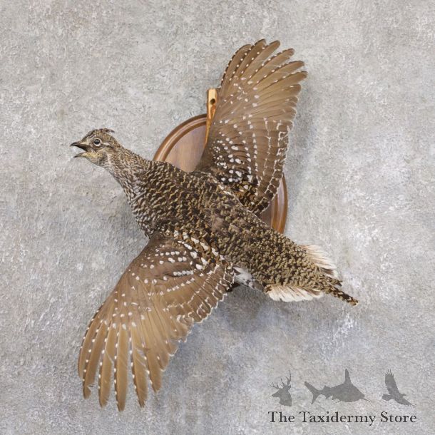 Sharp-tailed Grouse Mount For Sale #22216 @ The Taxidermy Store