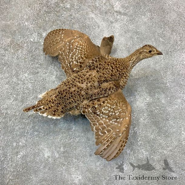 Sharp-tailed Grouse Mount For Sale #22959 @ The Taxidermy Store