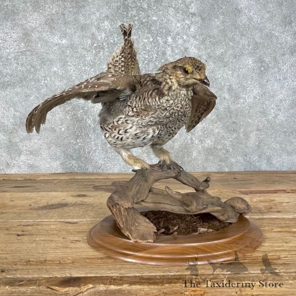 Sharp-tailed Grouse Bird Mount For Sale #25654 @ The Taxidermy Store