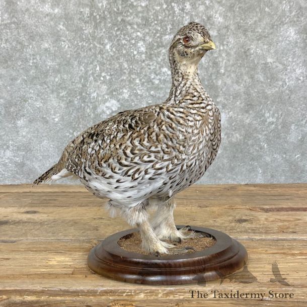 Sharp-tailed Grouse Taxidermy Mount For Sale #26462 @ The Taxidermy Store