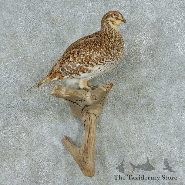 Perched Sharp-tailed Grouse Mount #13667 For Sale @ The Taxidermy Store