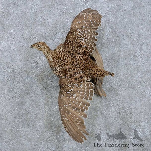 Flying Sharp-tailed Grouse Mount For Sale #14818 @ The Taxidermy Store