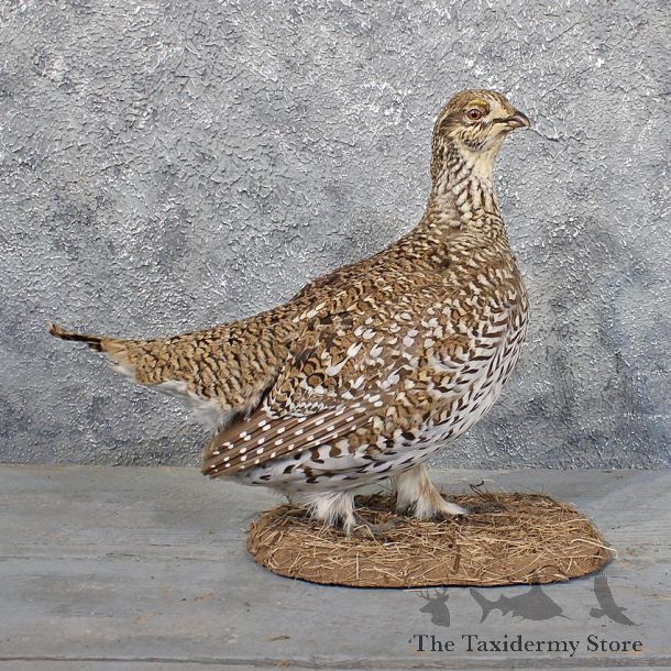 Standing Sharp-tailed Grouse Mount #11728 For Sale @ The Taxidermy Store
