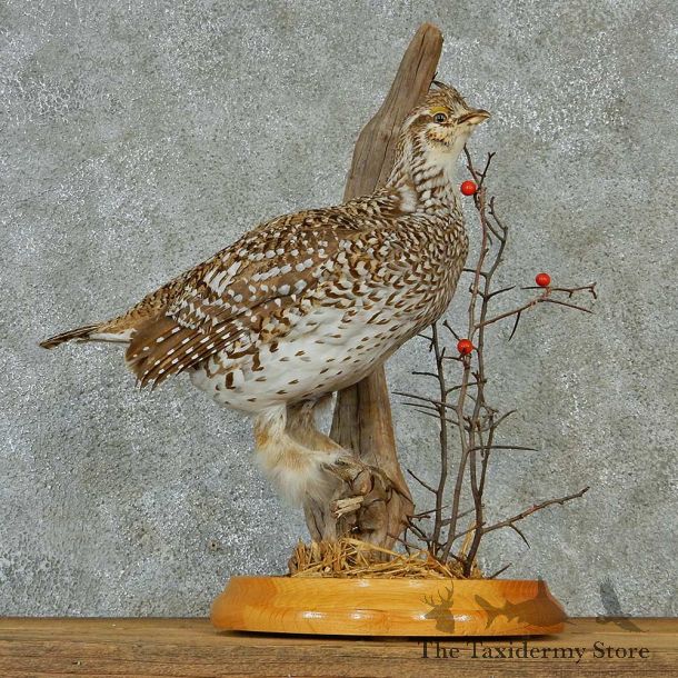 Sharptail Grouse Life-Size Taxidermy Mount #13295 For Sale @ The Taxidermy Store