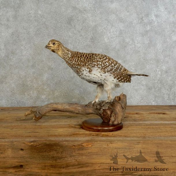 Sharp-tailed Grouse Bird Mount For Sale #17223 @ The Taxidermy Store