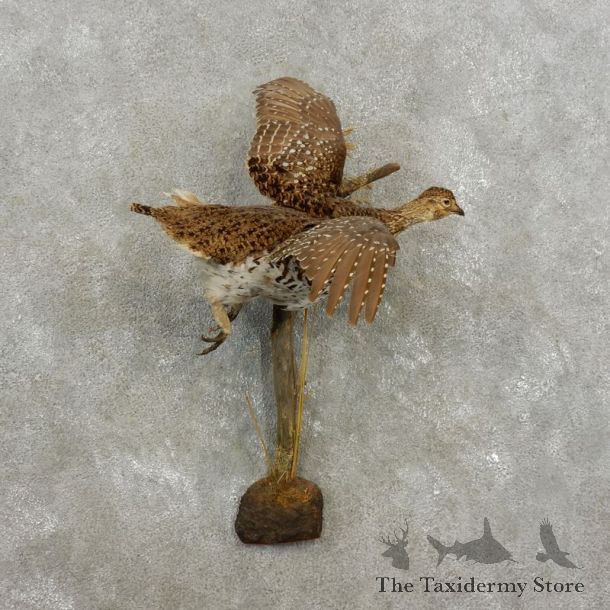 Sharp-tailed Grouse Bird Mount For Sale #17379 @ The Taxidermy Store