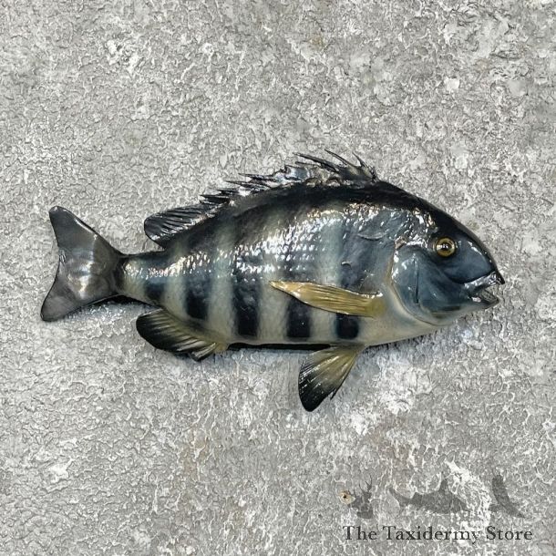 Sheepshead Fish Mount For Sale #27503 @ The Taxidermy Store