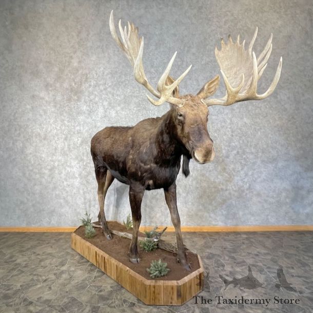 Shiras Moose Life-Size Mount For Sale #25917 - The Taxidermy Store