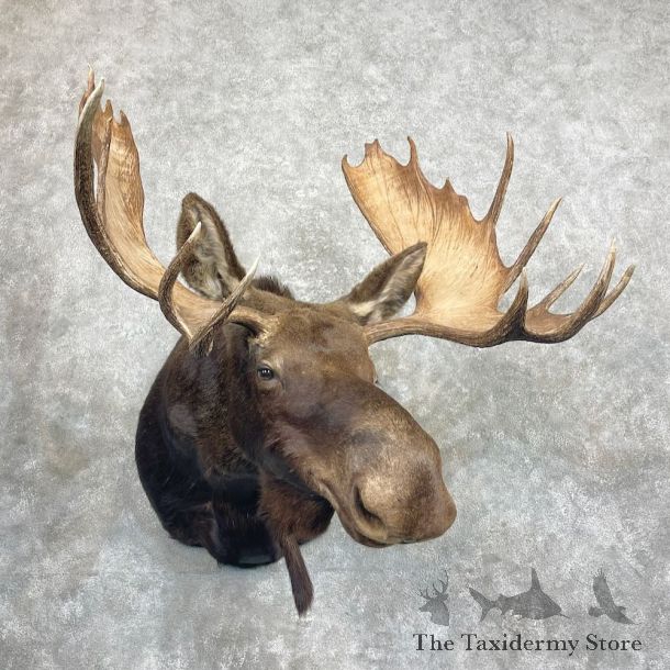 Shiras Moose Shoulder Mount For Sale #27292 @ The Taxidermy Store