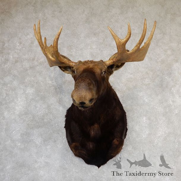 Shiras Moose Shoulder Taxidermy Mount #19319 For Sale @ The Taxidermy Store