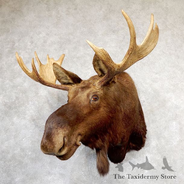 Shiras Moose Shoulder Taxidermy Mount #19320 For Sale @ The Taxidermy Store