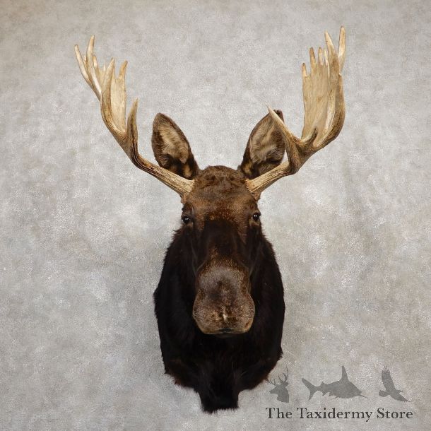 Shiras Moose Shoulder Taxidermy Mount #19937 For Sale @ The Taxidermy Store