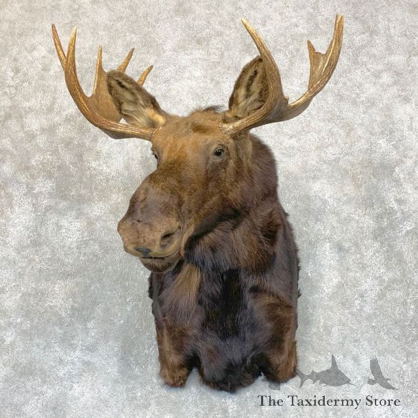 Shiras Moose Shoulder Taxidermy Mount #21741 For Sale @ The Taxidermy Store