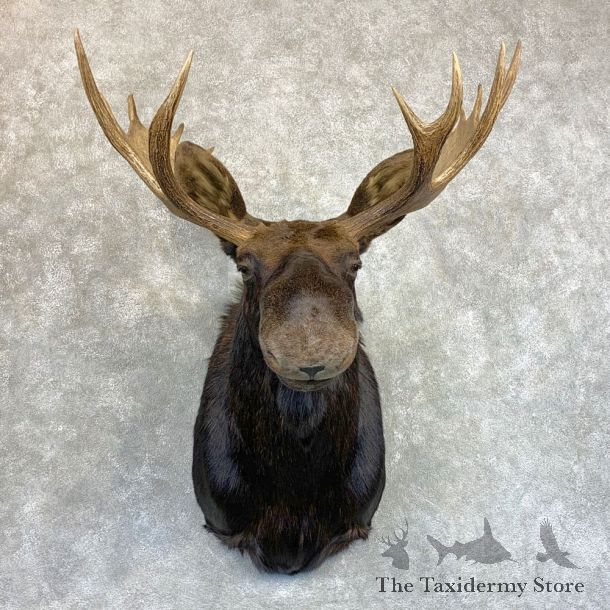 Shiras Moose Shoulder Taxidermy Mount #22086 For Sale @ The Taxidermy Store