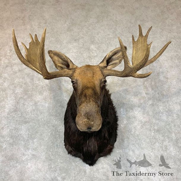 Shiras Moose Shoulder Taxidermy Mount #22337 For Sale @ The Taxidermy Store