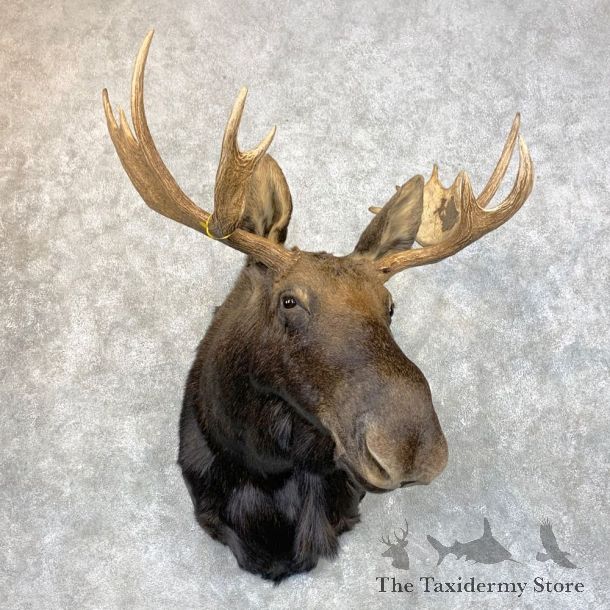 Shiras Moose Shoulder Taxidermy Mount #23956 For Sale @ The Taxidermy Store