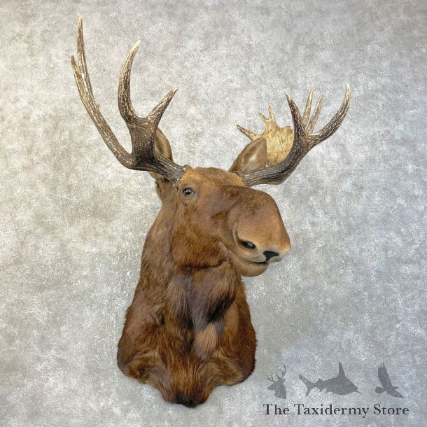 Shiras Moose Shoulder Taxidermy Mount #25144 For Sale @ The Taxidermy Store