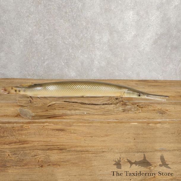 Shortnose Gar Fish Mount For Sale #21040 @ The Taxidermy Store