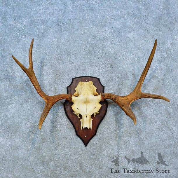 Siberian Moose Antler Plaque Mount For Sale #15490 @ The Taxidermy Store