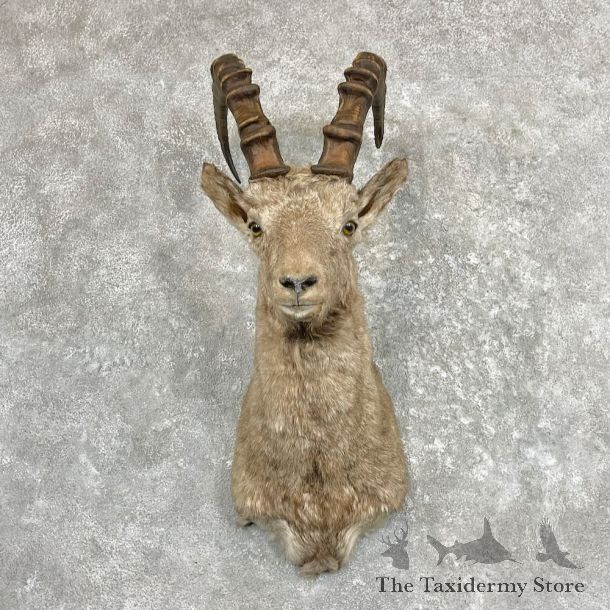 Siberian Ibex Shoulder Mount For Sale #27413 @ The Taxidermy Store
