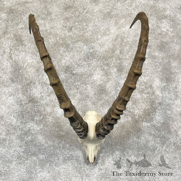 Siberian Ibex Skull Mount For Sale #28263 @ The Taxidermy Store