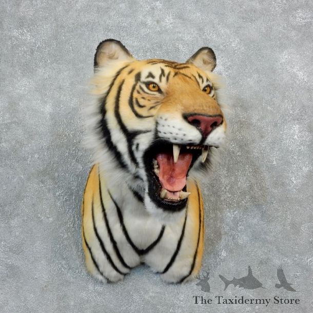 Reproduction Siberian Tiger Shoulder Mount For Sale #18292 @ The Taxidermy Store