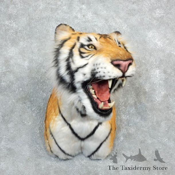 Reproduction Siberian Tiger Shoulder Mount For Sale #18293 @ The Taxidermy Store