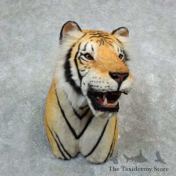 Reproduction Siberian Tiger Shoulder Mount For Sale #18294 @ The Taxidermy Store