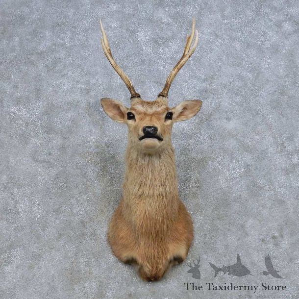 Manchurian Sika Deer Shoulder Mount For Sale #14666 @ The Taxidermy Store