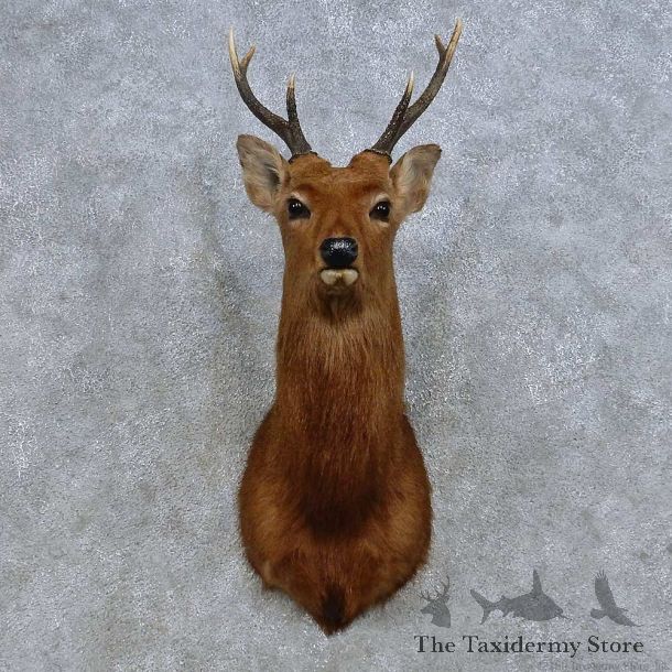 Sika Deer Shoulder Mount For Sale #14667 @ The Taxidermy Store
