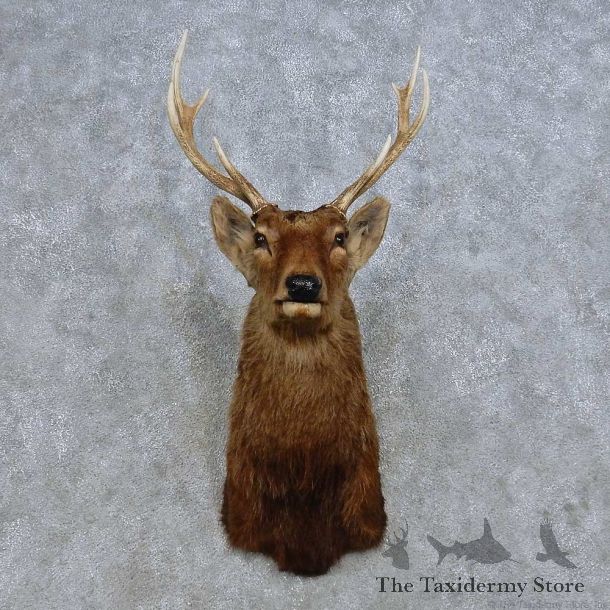 Sika Deer Shoulder Mount For Sale #14668 @ The Taxidermy Store
