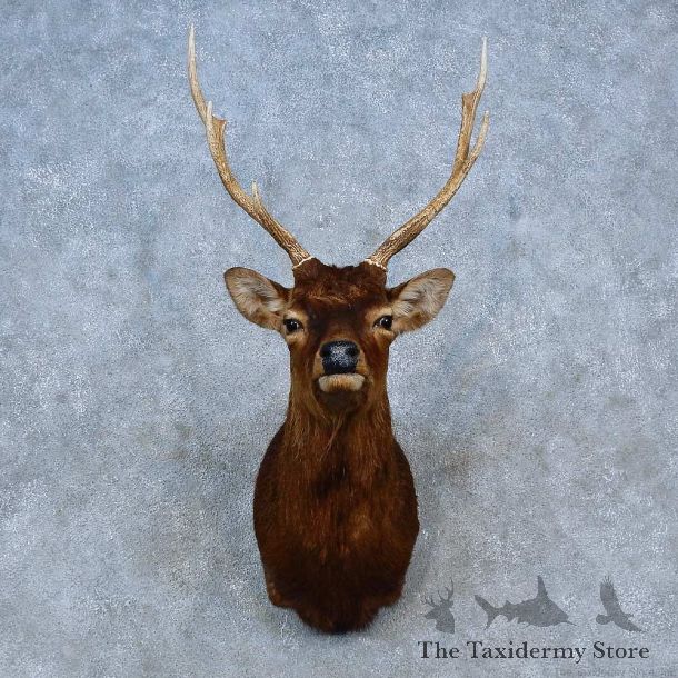 Sika Deer Shoulder Mount For Sale #15296 @ The Taxidermy Store