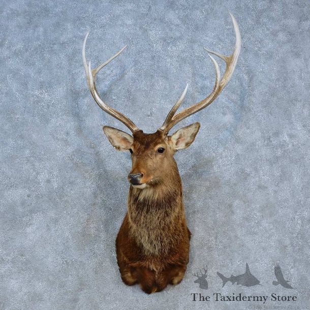 Sika Deer Shoulder Mount For Sale #15324 @ The Taxidermy Store