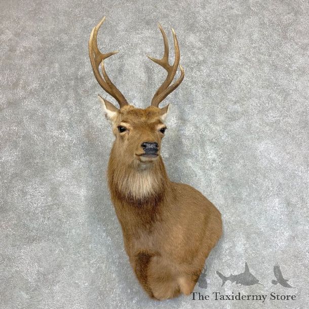 Sika Deer Shoulder Mount For Sale #21945 @ The Taxidermy Store