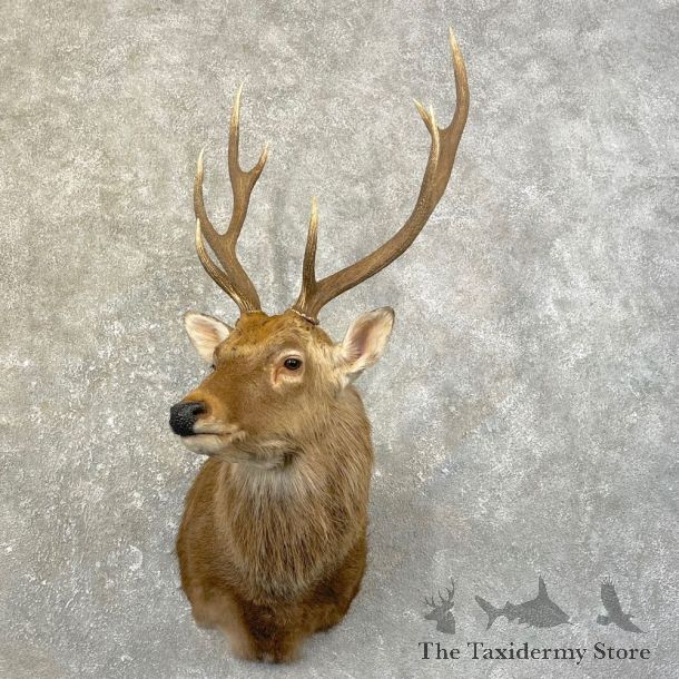 Sika Deer Shoulder Mount For Sale #25166 @ The Taxidermy Store