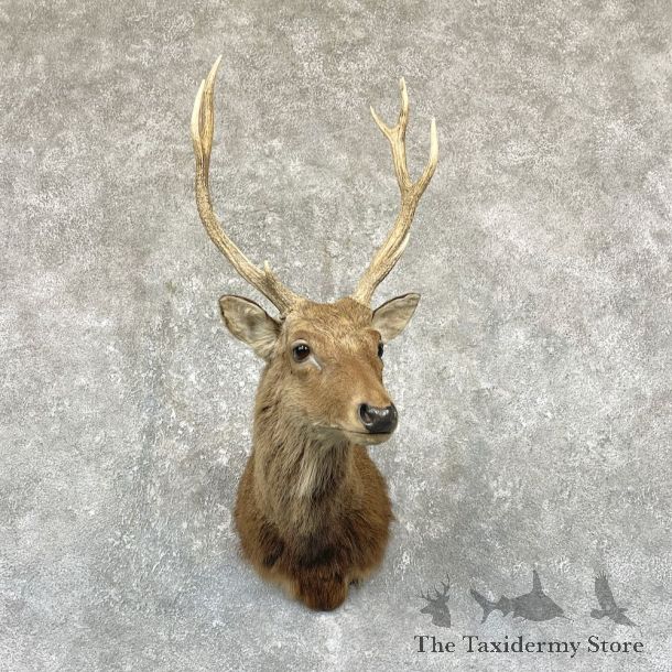 Sika Deer Shoulder Mount For Sale #26328 @ The Taxidermy Store