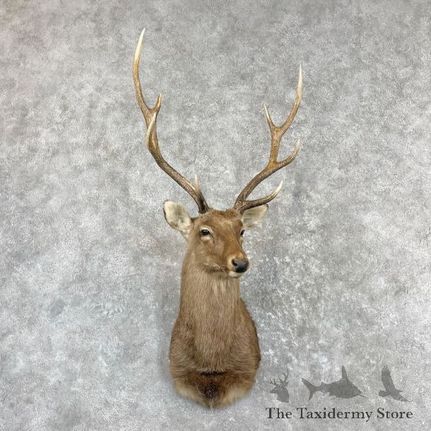 Sika Deer Shoulder Mount For Sale #27274 @ The Taxidermy Store