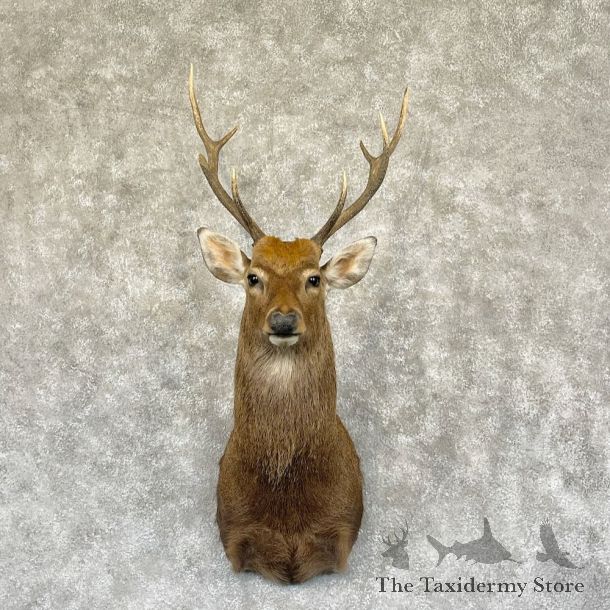 Sika Deer Shoulder Mount For Sale #28273 @ The Taxidermy Store