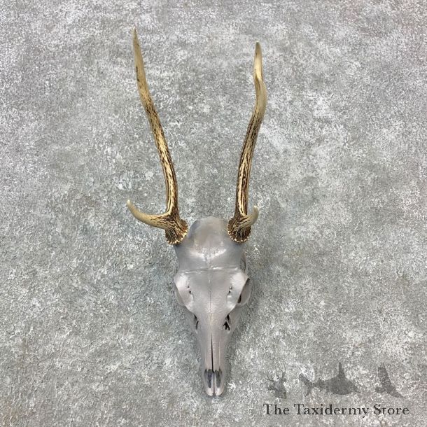 Sika Deer Skull Antler European Mount For Sale #23289 @ The Taxidermy Store