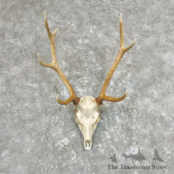 Sika Deer Skull & Horn European Mount For Sale #26756 @ The Taxidermy Store