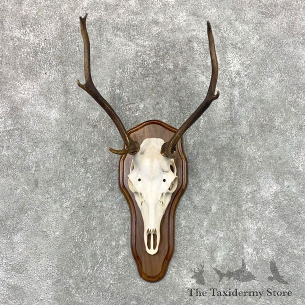 Sika Deer Skull Plaque Taxidermy Mount For Sale #22655 @ The Taxidermy Store