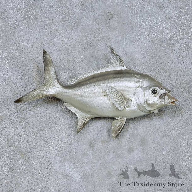 Silver Fish Life Size Taxidermy Mount For Sale #13978 @ The Taxidermy Store